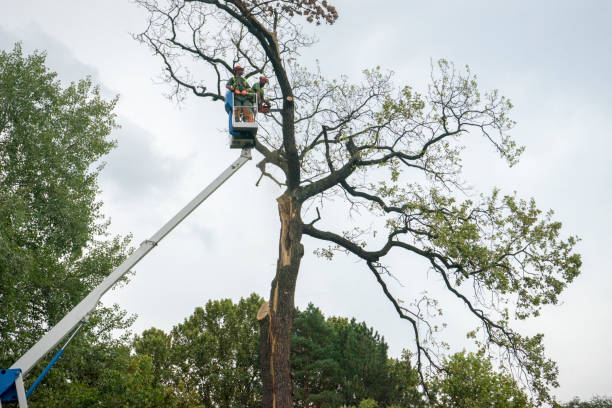 Tree Removal for Businesses